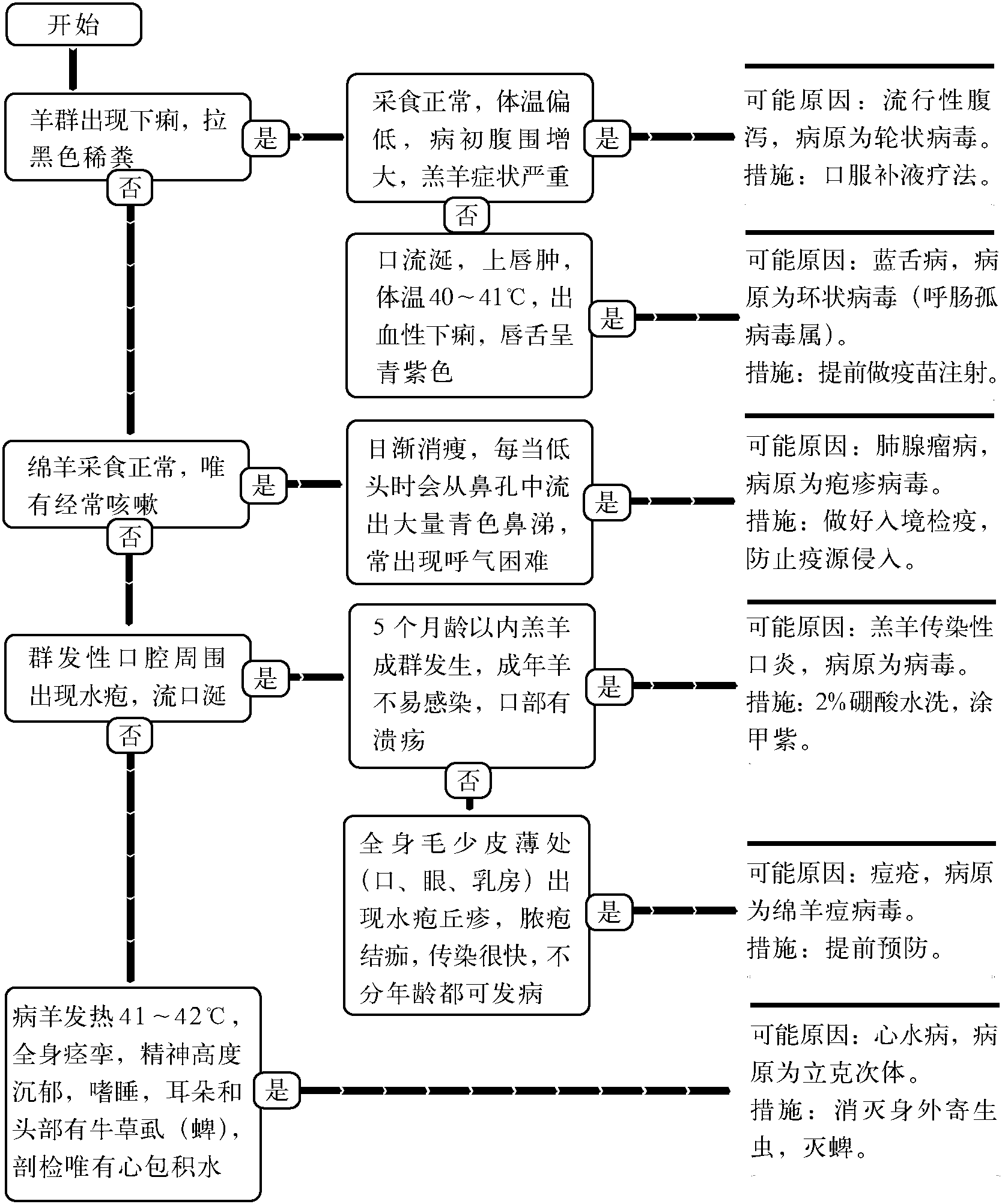 50.绵羊常见病毒性传染病